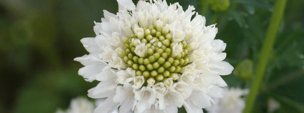 Scabiosa