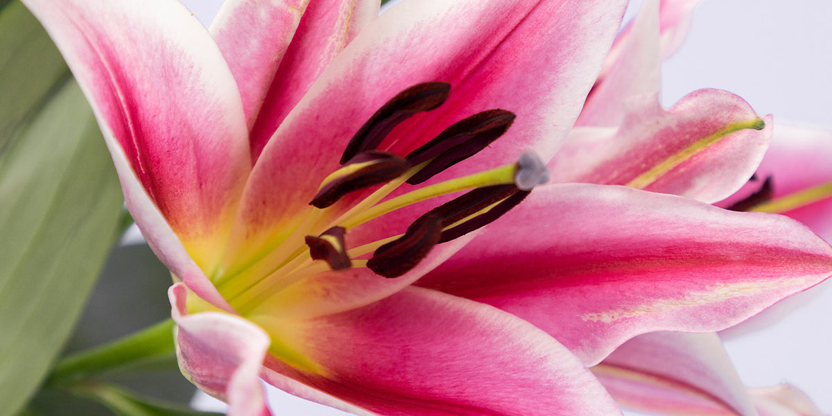 Lily.D✝✨ページ Dior | Zabo Plant