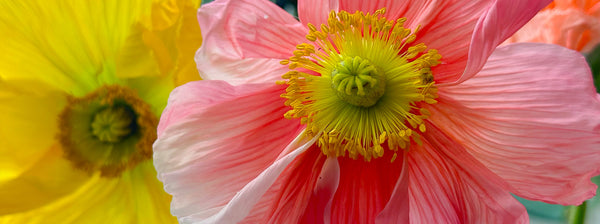 Poppies