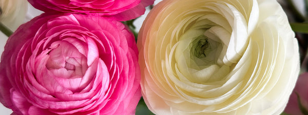 Ranunculus