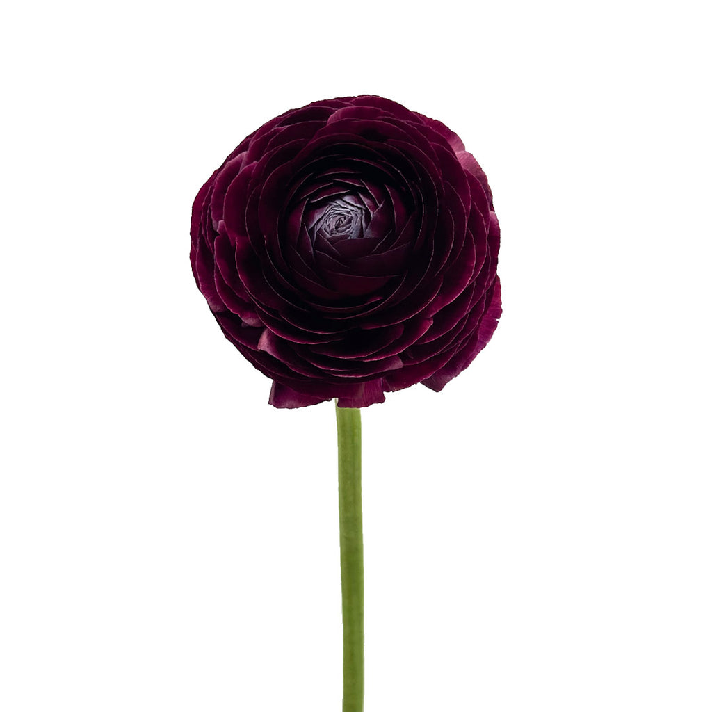 Burgundy Ranunculus | Debi Lilly