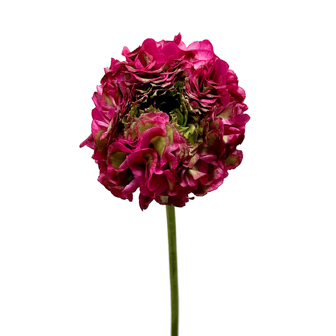 Dragon Ranunculus Pon Pon Ranunculus Dragonfruit | Debi Lilly