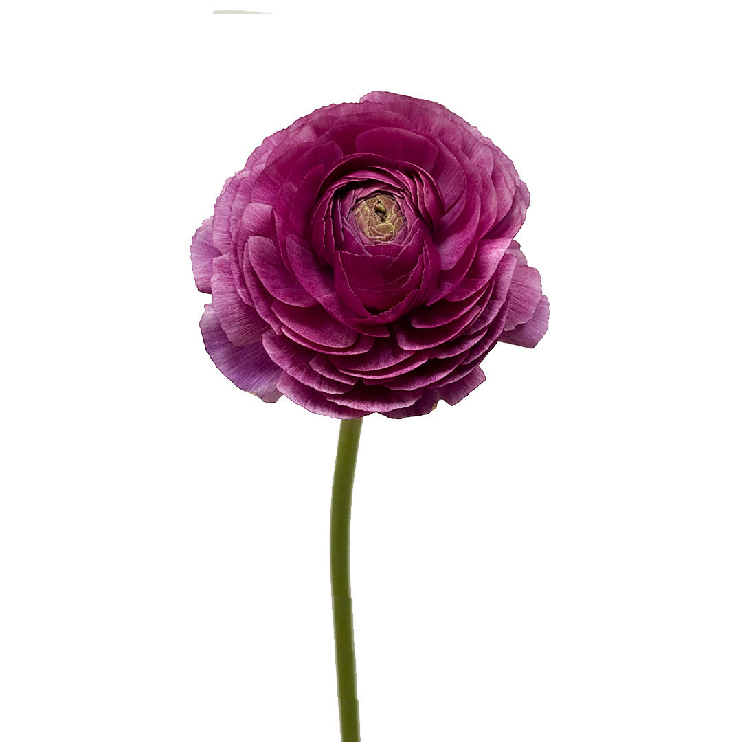 Italian Ranunculus Purple Purple Ranunculus | Debi Lilly