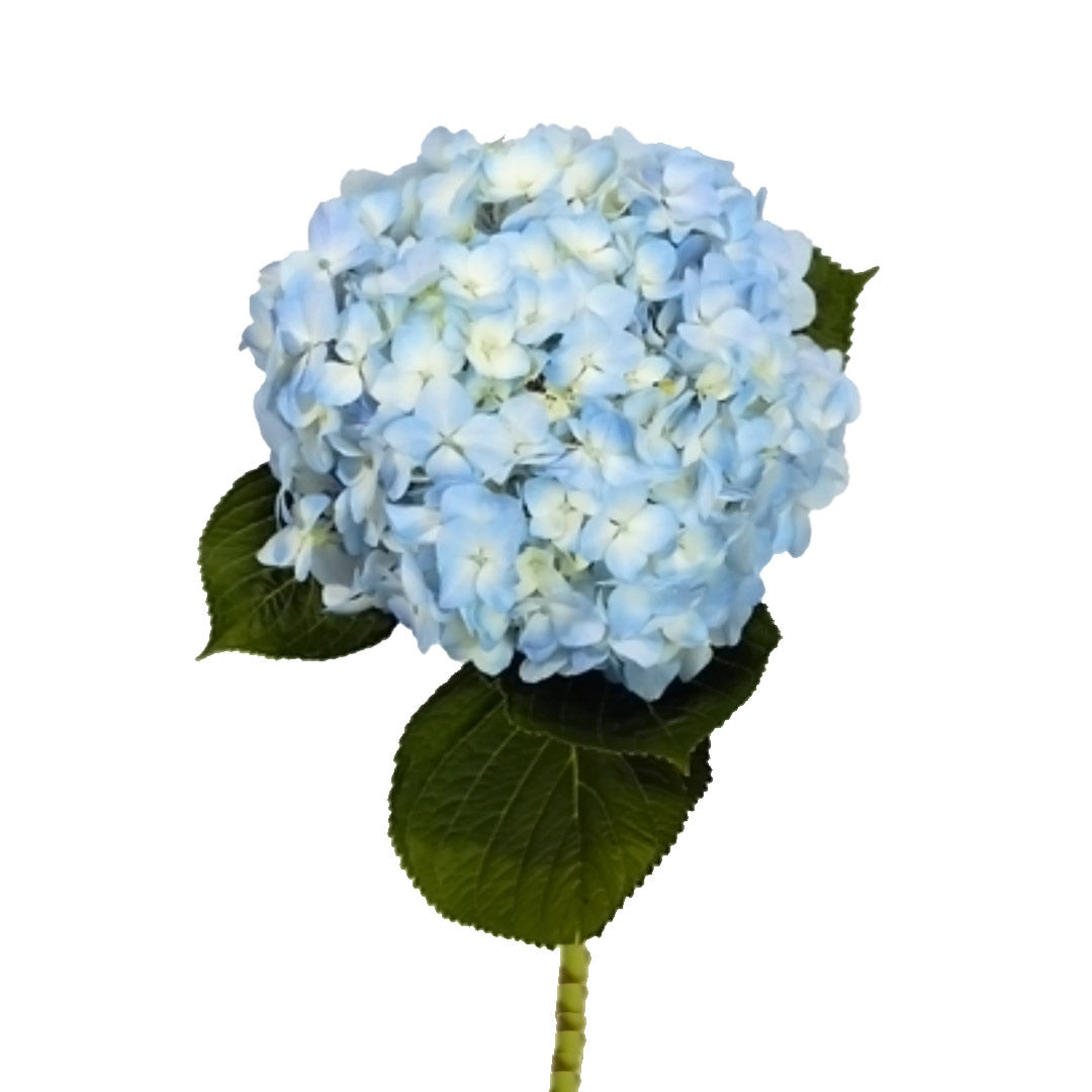 Blue Hydrangea | Debi Lilly