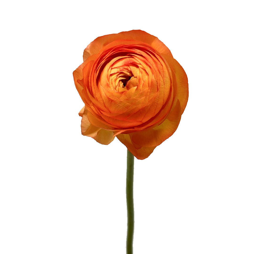 Orange Ranculus Orange Ranunculus | Debi Lilly