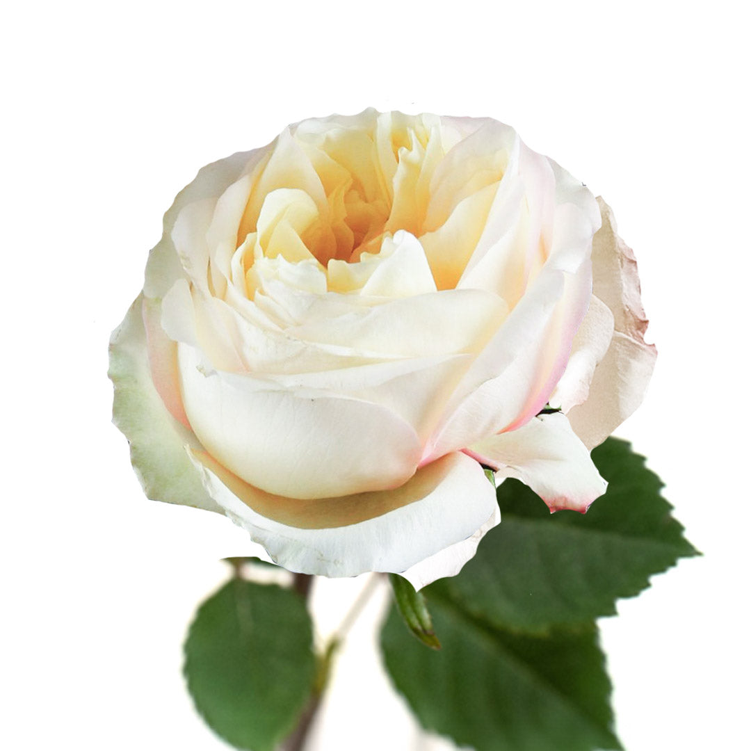 Cream Expression Garden Rose | Debi Lilly