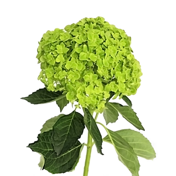 emerald-hydrangea_grande.jpg?v