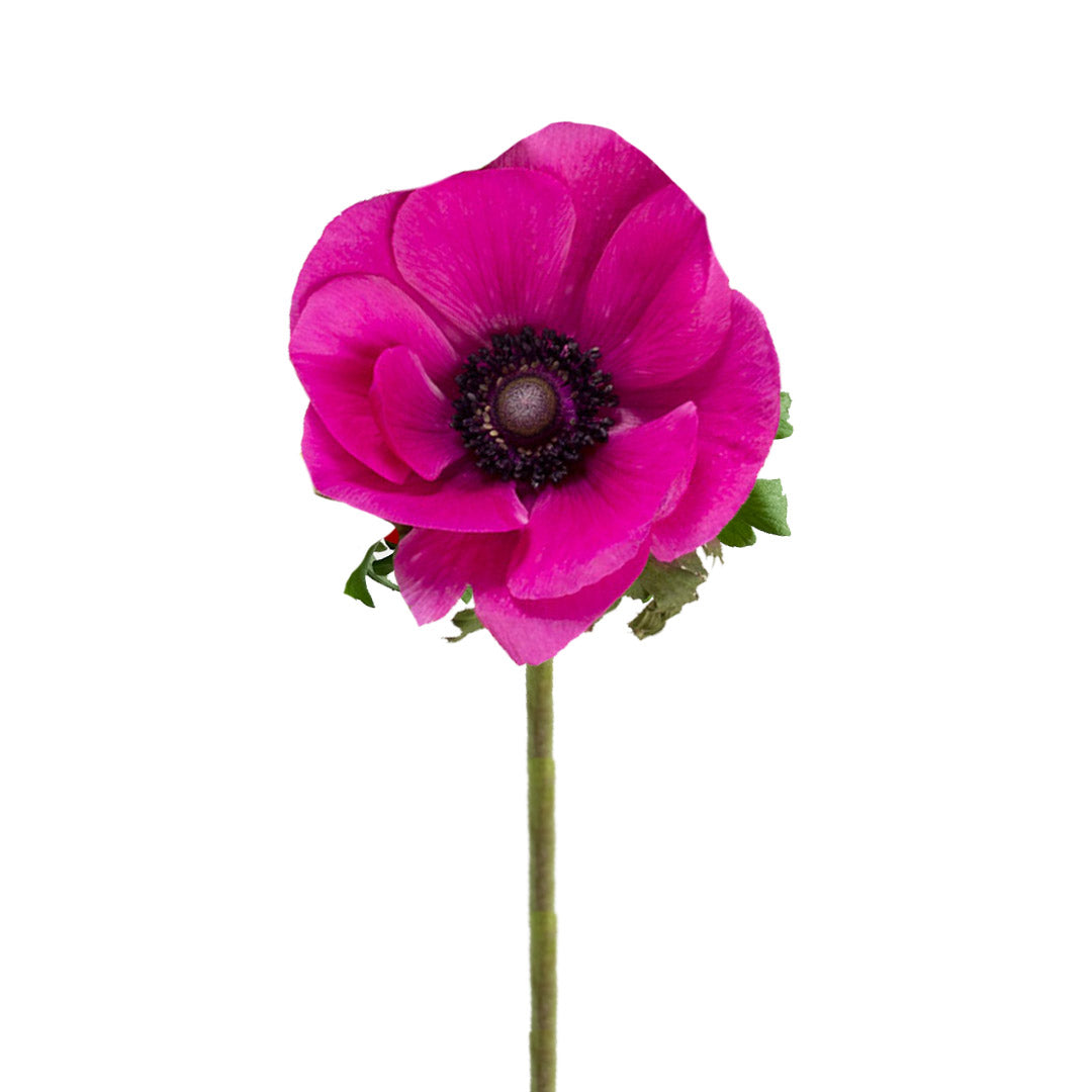 Hot Pink Anemones | Debi Lilly