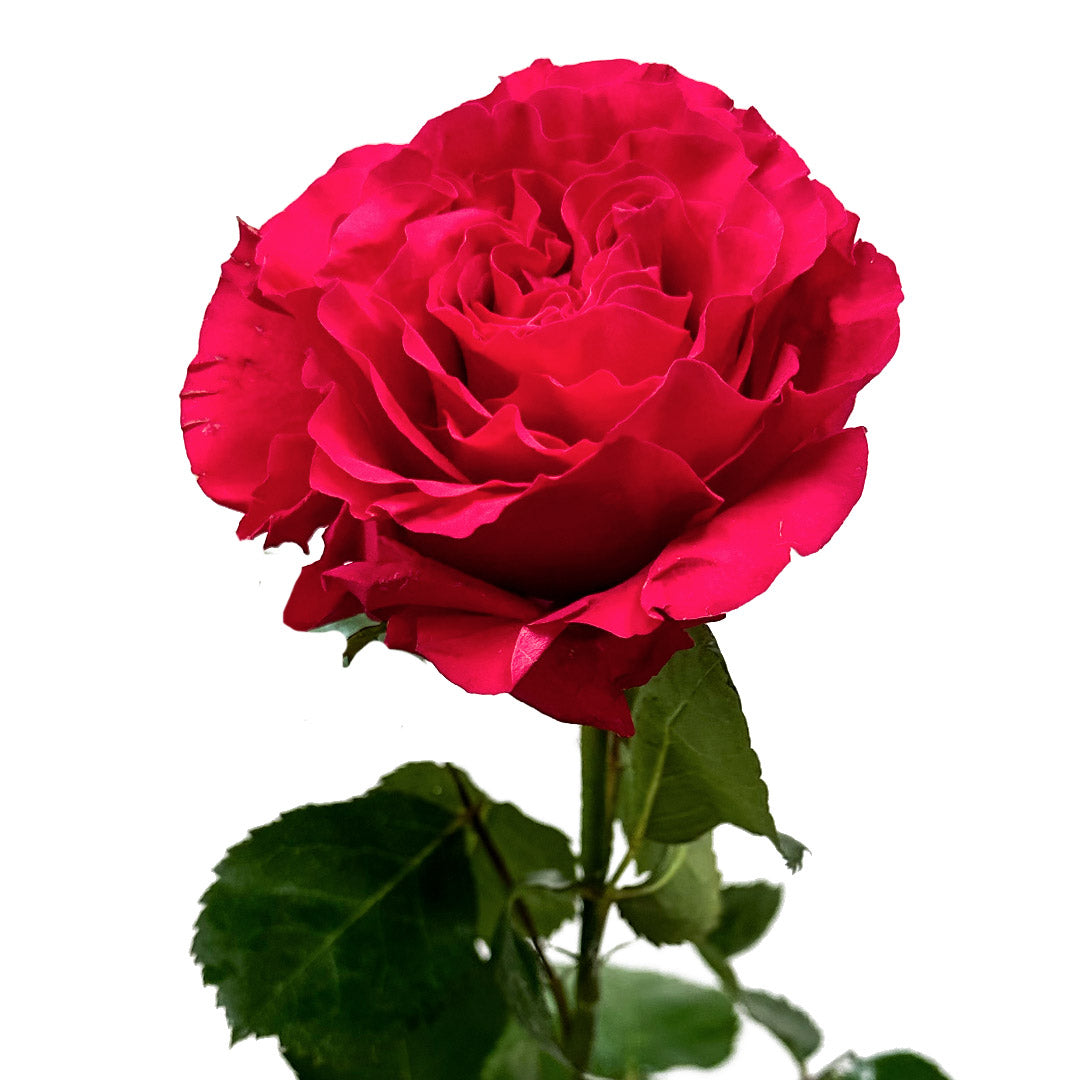 Hot Pick Roses Hot Pink Mayra Garden Rose | Debi Lilly