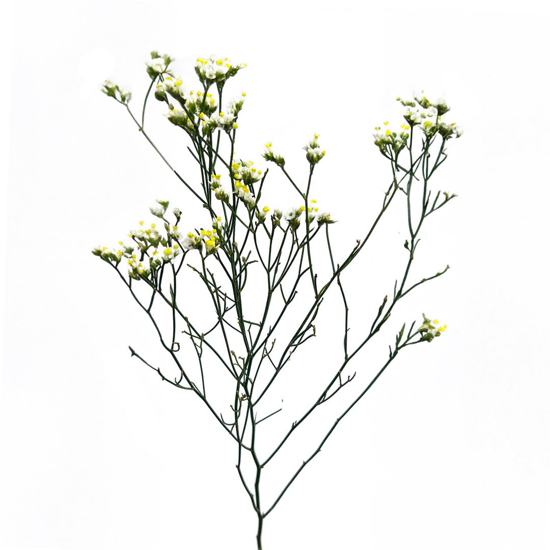 Limonium Pina Colada Debi Lilly