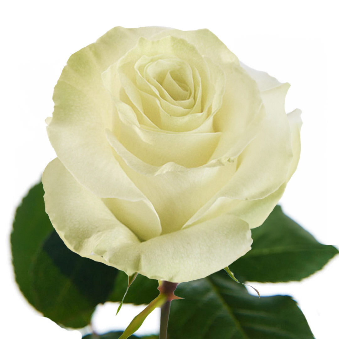 Mondial Roses Images Mondial Rose | Debi Lilly