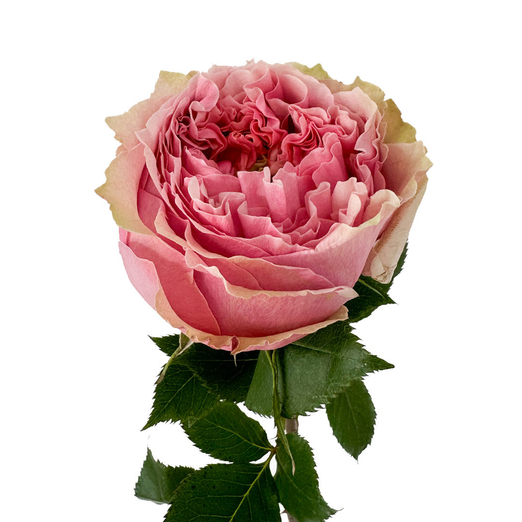 Pink Monster Garden Rose | Debi Lilly