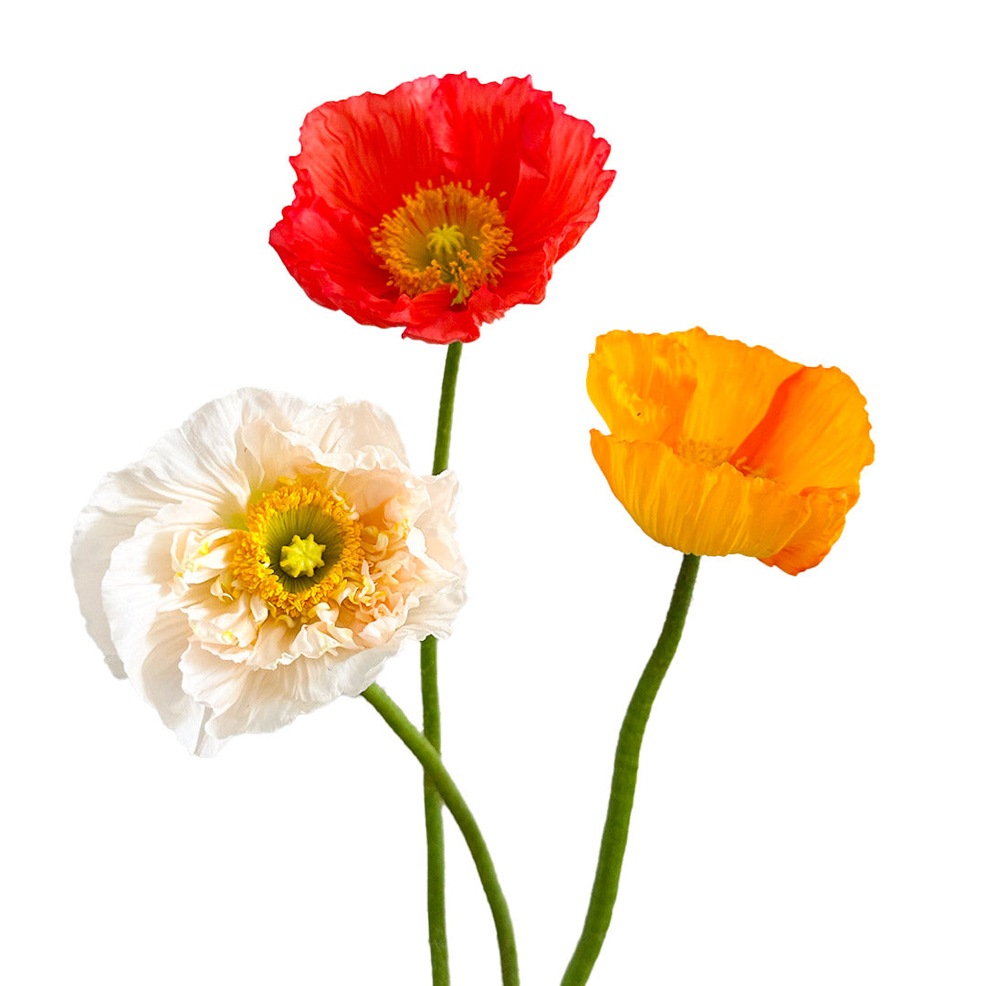 Poppies– Debi Lilly