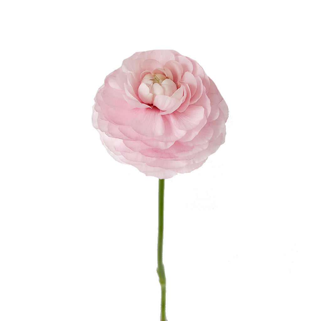 Light Pink Ranunculus | Debi Lilly