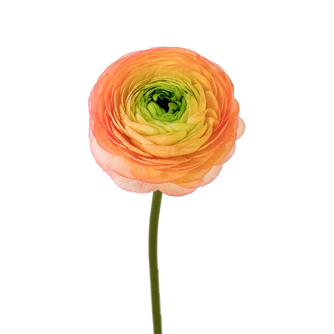 Peach Yellow Ranunculus Peach Ranunculus | Debi Lilly