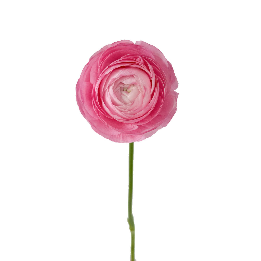 Pink Xl Ranunculus Pink Ranunculus | Debi Lilly
