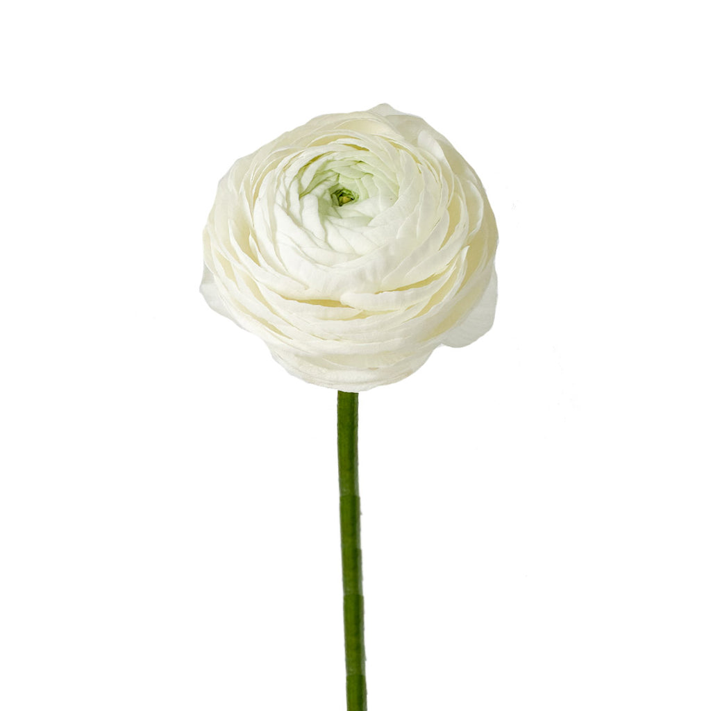 Single White Ranunculus White Ranunculus | Debi Lilly
