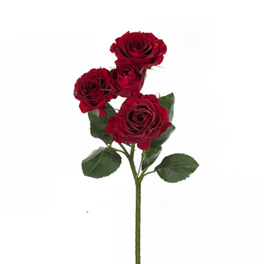 Red Scripsy Roses Red Spray Rose | Debi Lilly