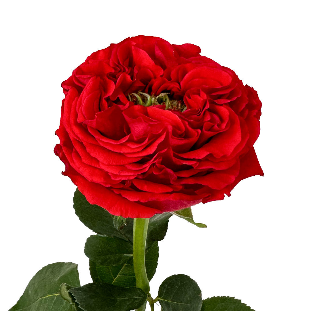 Monster Red Garden Rose | Debi Lilly