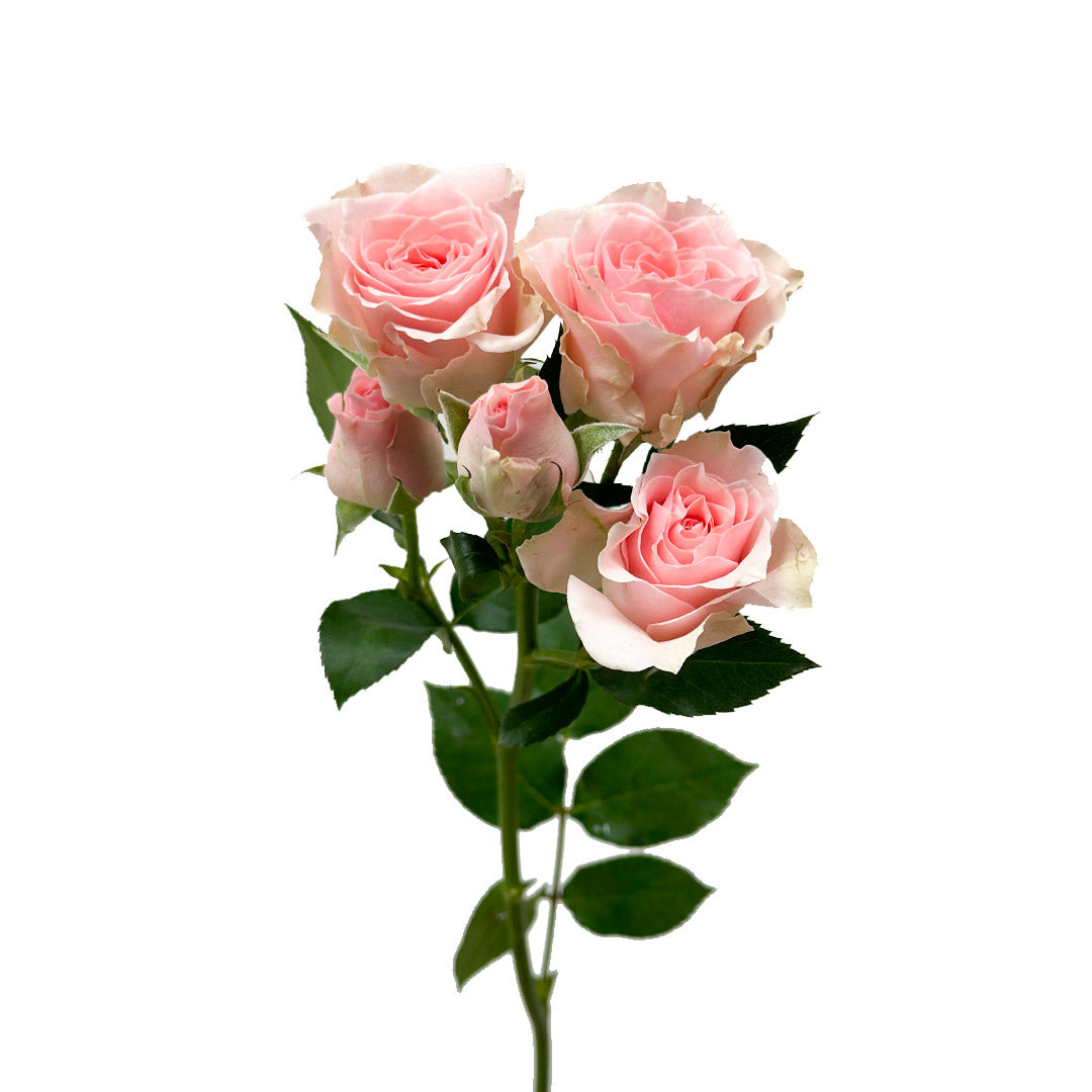 Light Pink Spray Rose | Debi Lilly