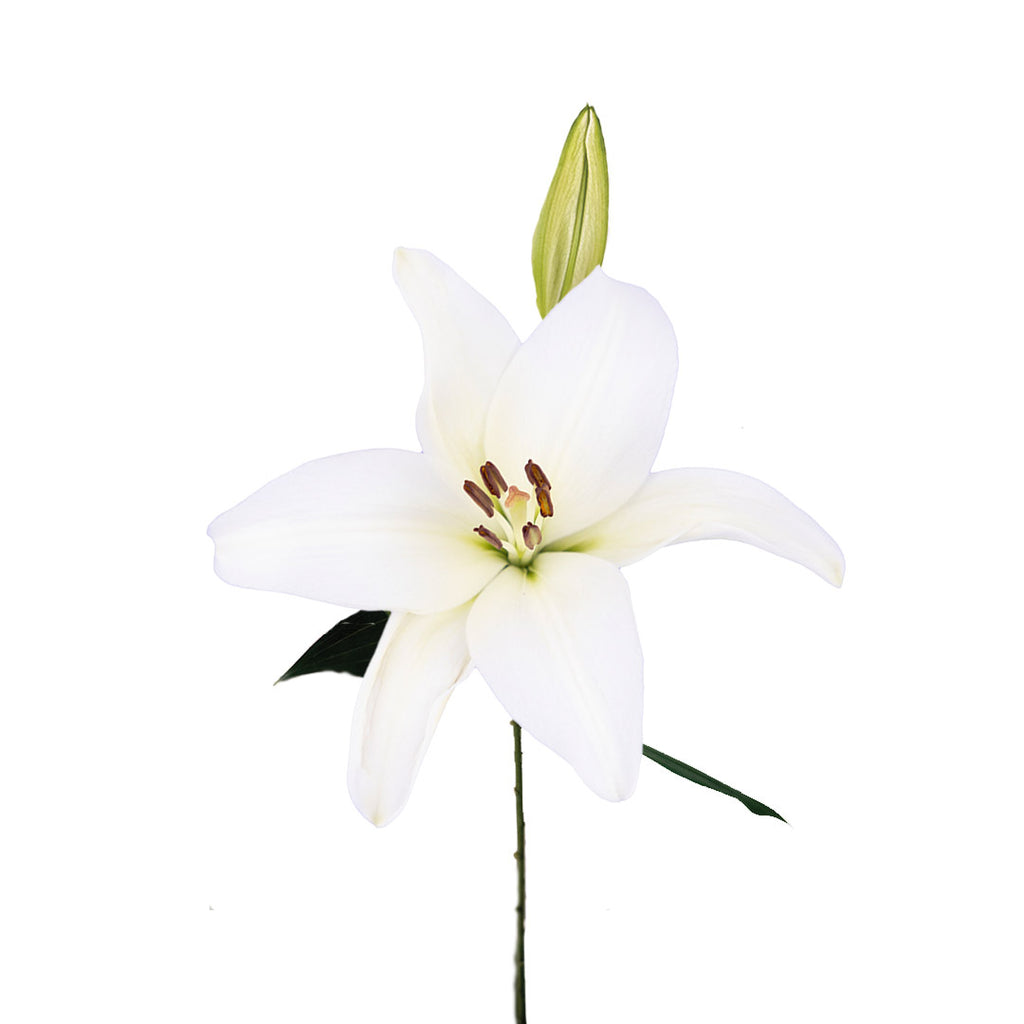 white orienpet lily Orienpet White Lillies